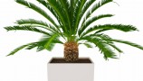 CGAxis - Convexshapes 3D Potted Plants Collection (2)