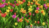HD Flowers 2 Tulips (1)