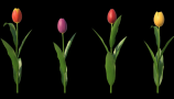 HD Flowers 2 Tulips (4)