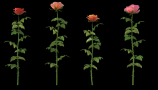 HQ Flowers 1 Roses (5)