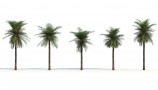 R&D Group - iTrees Vol 1 Palms (10)