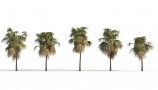 R&D Group - iTrees Vol 1 Palms (8)