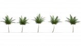 R&D Group - iTrees Vol 1 Palms (9)