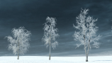 R&D Group - iTrees Vol 3 Winter (2)