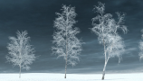 R&D Group - iTrees Vol 3 Winter (3)