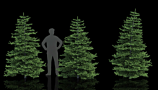 R&D Group - iTrees Vol 4 Fir Trees (1)