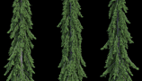 R&D Group - iTrees Vol 4 Fir Trees (10)