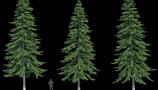 R&D Group - iTrees Vol 4 Fir Trees (3)