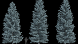 R&D Group - iTrees Vol 4 Fir Trees (4)