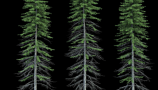 R&D Group - iTrees Vol 4 Fir Trees (5)