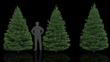 R&D Group - iTrees Vol 4 Fir Trees (6)