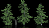 R&D Group - iTrees Vol 4 Fir Trees (8)