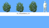 R&D Group - iTrees Vol 5 Pine Trees (1)