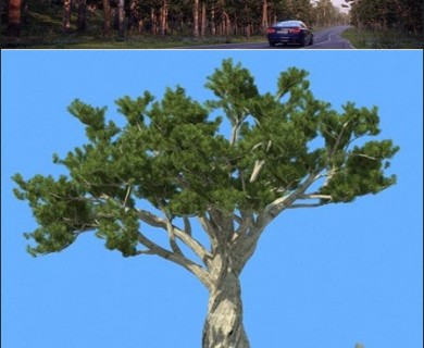 مدل سه بعدی درخت کاج(مجموعه پنجم)