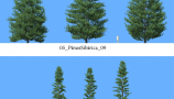 R&D Group - iTrees Vol 5 Pine Trees (2)