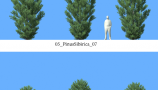 R&D Group - iTrees Vol 5 Pine Trees (9)