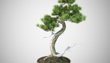 VizPeople - Free Bonsai Trees (4)