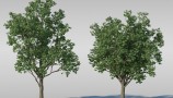Maxtree - Complete Collection 3D Plants (1)