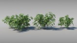 Maxtree - Complete Collection 3D Plants (10)