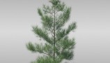 Maxtree - Complete Collection 3D Plants (11)
