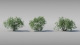 Maxtree - Complete Collection 3D Plants (14)