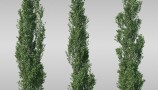 Maxtree - Complete Collection 3D Plants (2)