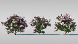Maxtree - Complete Collection 3D Plants (3)