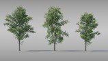 Maxtree - Complete Collection 3D Plants (9)