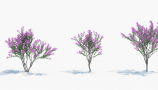 Maxtree - Plant Models Vol 2 (7)
