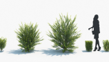 Maxtree - Plant Models Vol 2 (8)