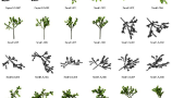 Dosch Design - 2D Viz-Images Bird’s Eye Trees (11)