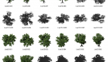 Dosch Design - 2D Viz-Images Bird’s Eye Trees (5)
