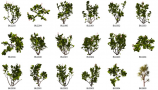 Dosch Design - 2D Viz-Images Plants (11)