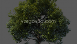 Vargov3d - 3D Models Tree (1)