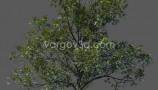 Vargov3d - 3D Models Tree (2)