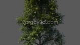 Vargov3d - 3D Models Tree (3)