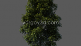 Vargov3d - 3D Models Tree (4)