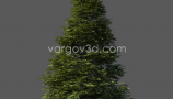 Vargov3d - 3D Models Tree (5)