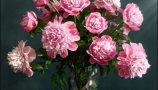 Pro 3DSky - Pink Peonies Varieties Barbara (2)