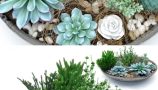 Pro 3DSky - Pots with Plants Succulents (2)