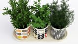 Pro 3DSky - Orla Kiely 3 Herb Pots With Tray (1)