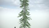 vp-picea-abies-v2