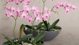 Orchid-pink_Ditim