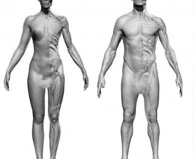 مدل سه بعدی بدون پوست زن و مرد