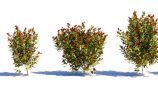 VP-Photinia-Fraseri-preview-all-in-a-row-2000px