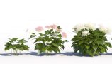 VP-Wild-Hydrangea-preview-all-in-a-row-3000px