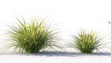 VP_Japanese_Sedge_Grass_11-variations-in-a-row_4000px