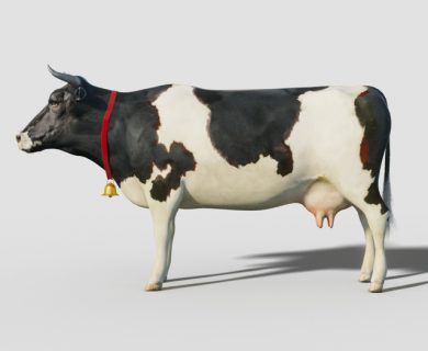 مدل سه بعدی گاو
