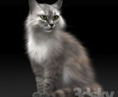 مدل سه بعدی گربه