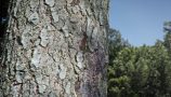 pine-tree-bark-01